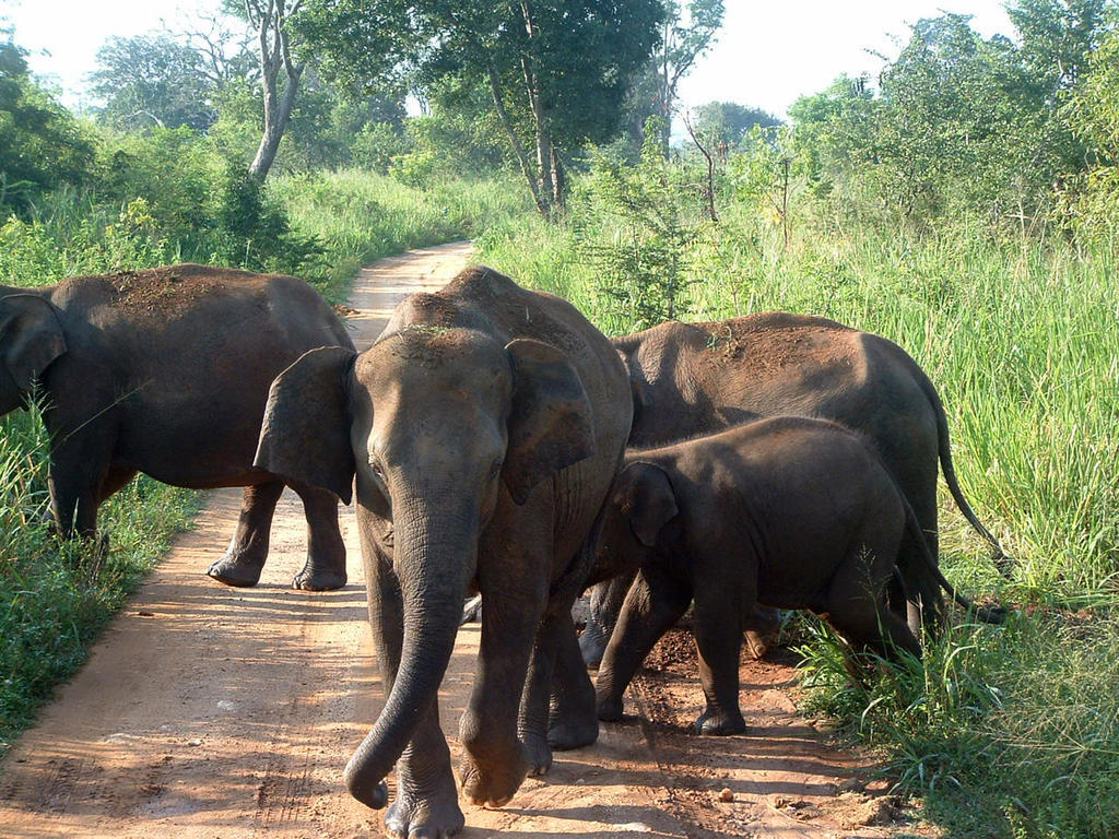 Big Game Udawalawe - By Eco Team Exterior foto